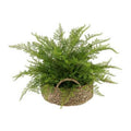 Faux Lace Fern Plant in Basket X56981