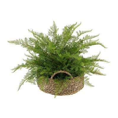 Faux Lace Fern Plant in Basket X56981