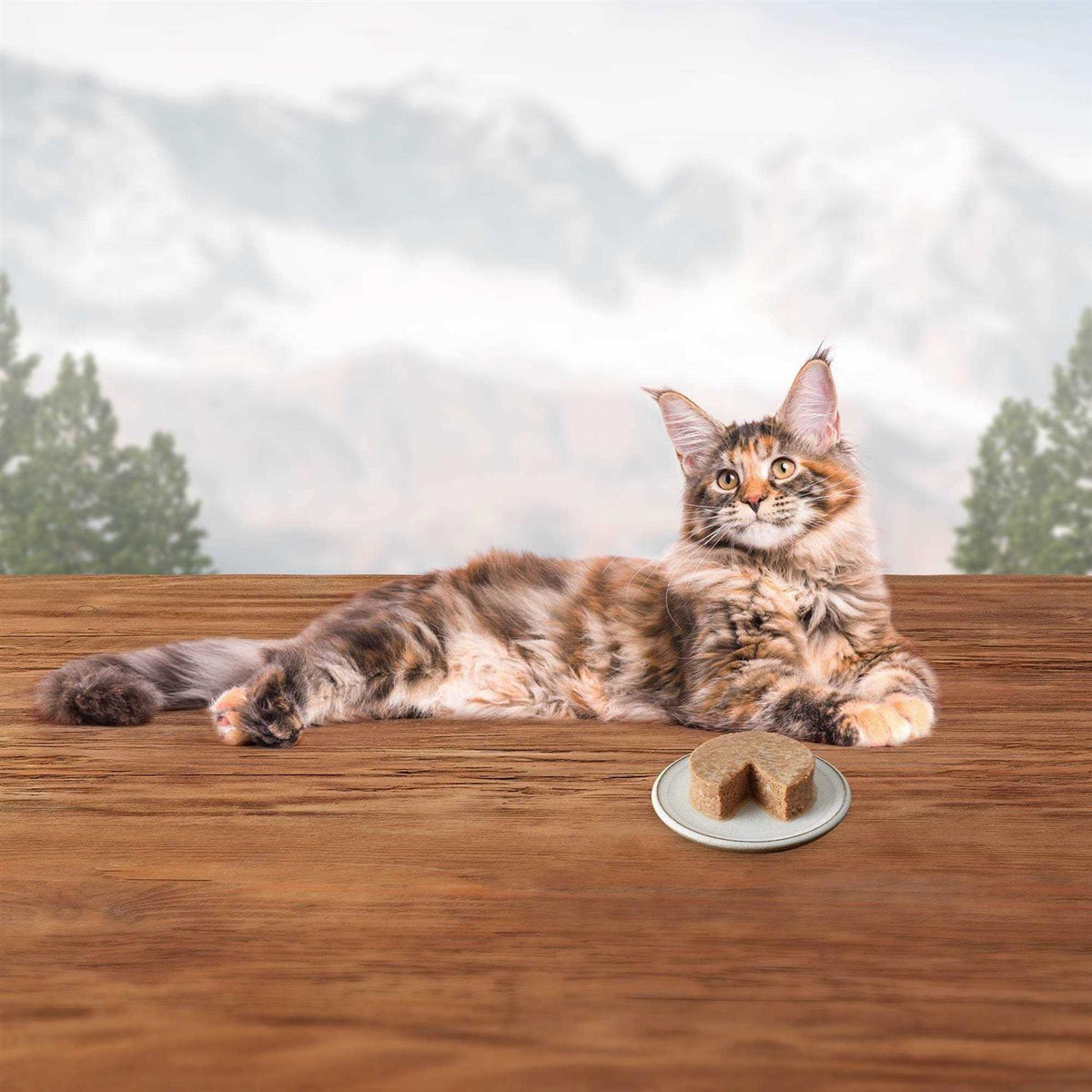 Wet Cat Food Variety Pack S4317