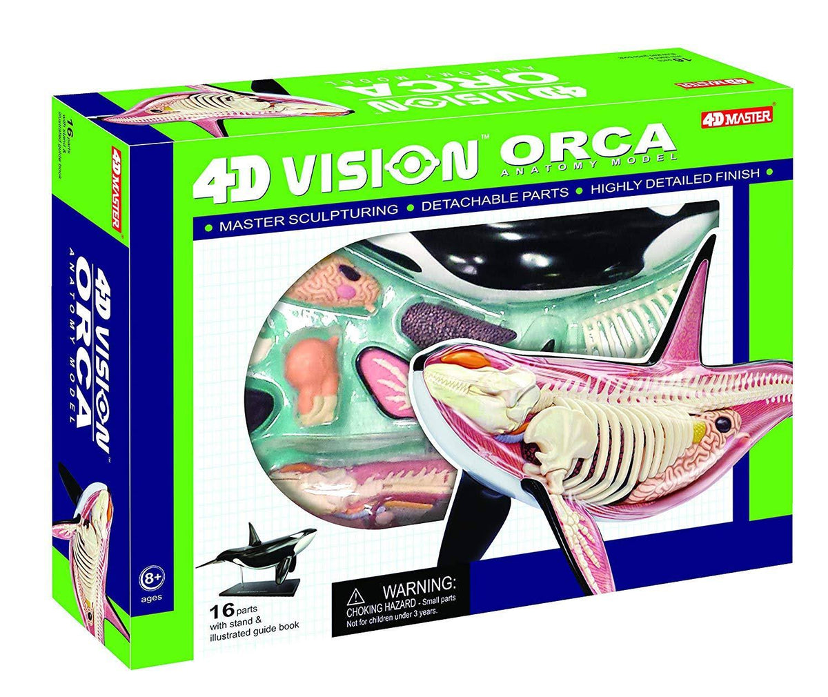 12.5 inch 4D Orca Anatomy Model with 16 Detachable Parts Z228