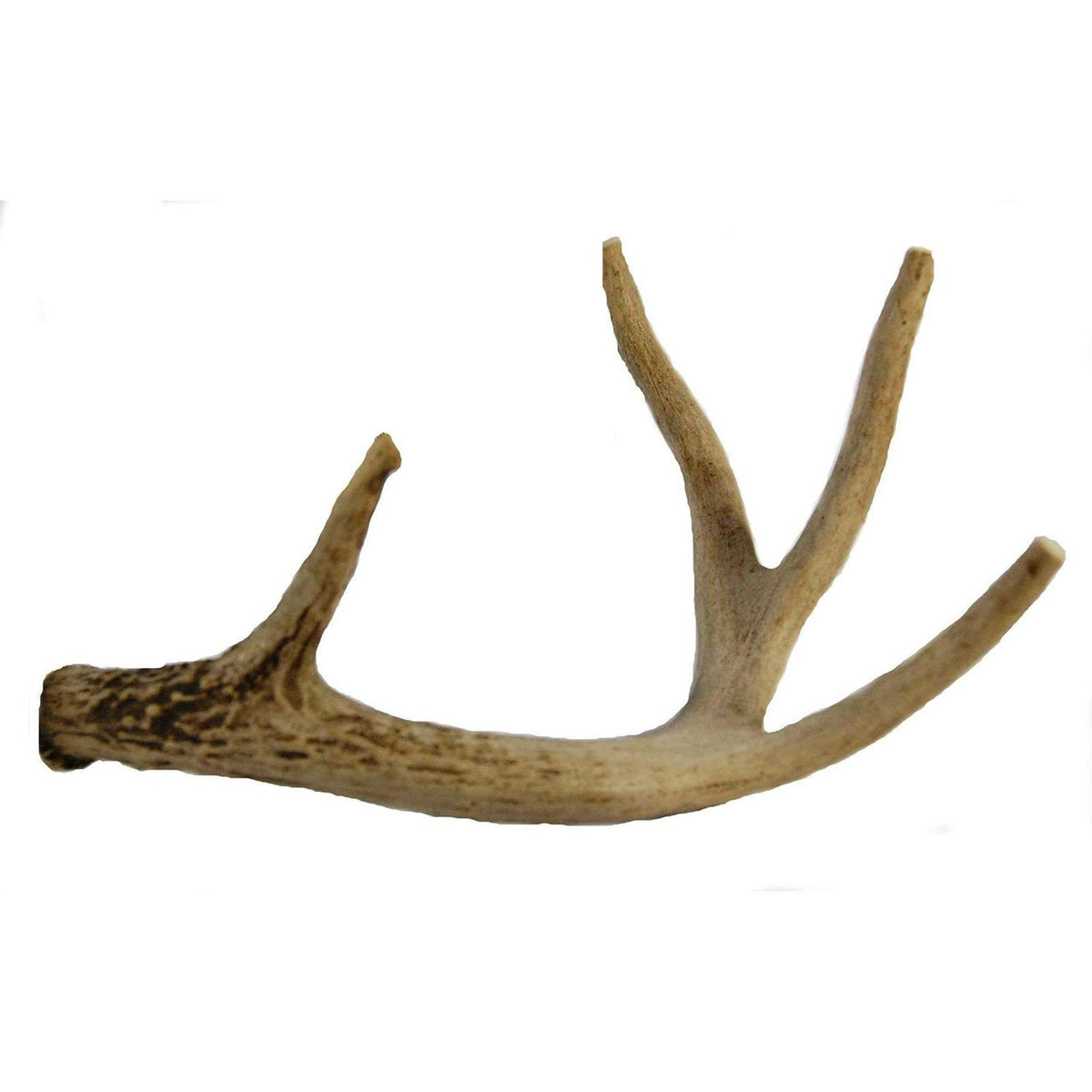 Whitetail Deer Antler Dog Chew Medium 8 to 13 Inches I784361