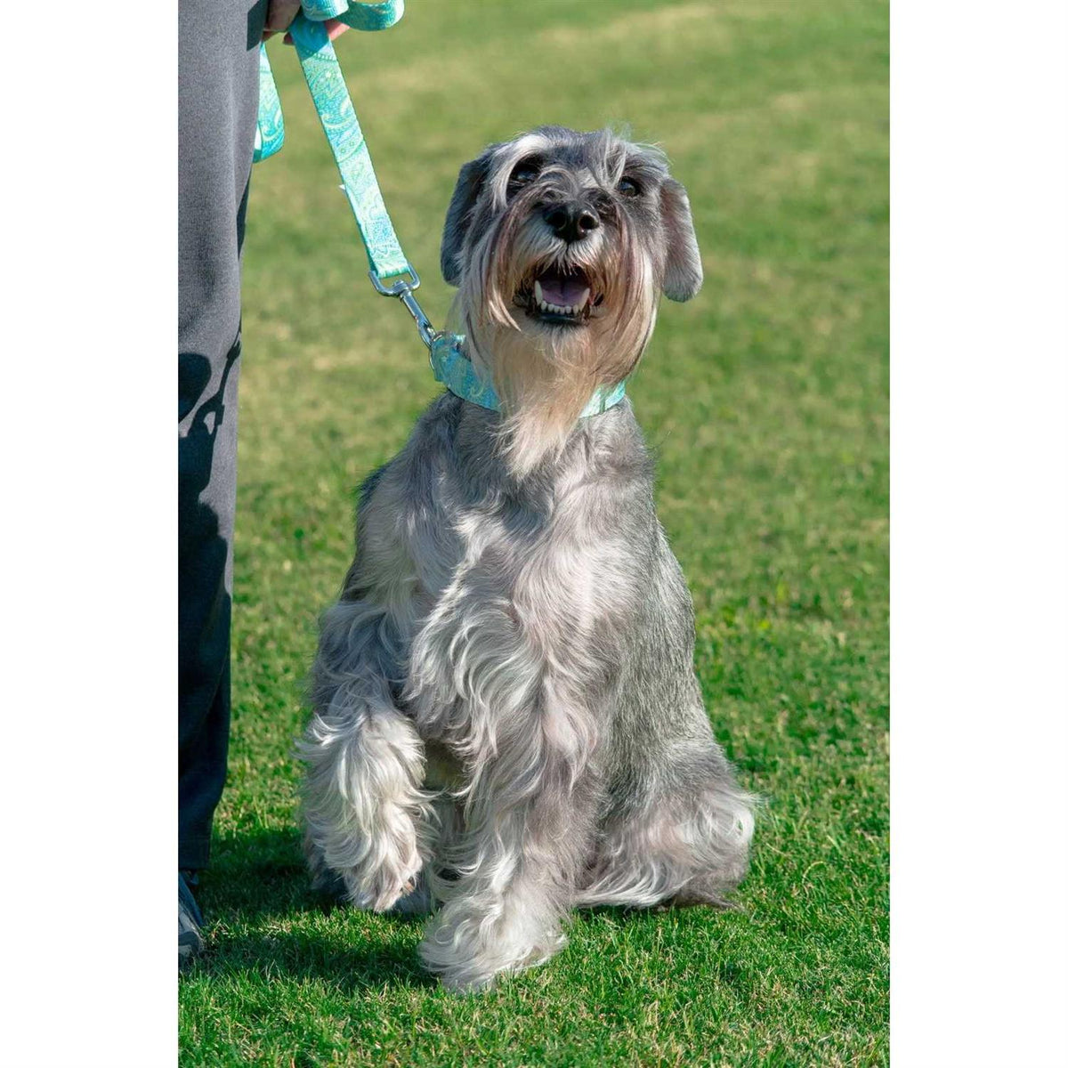 Martingale Dog Collar B28448