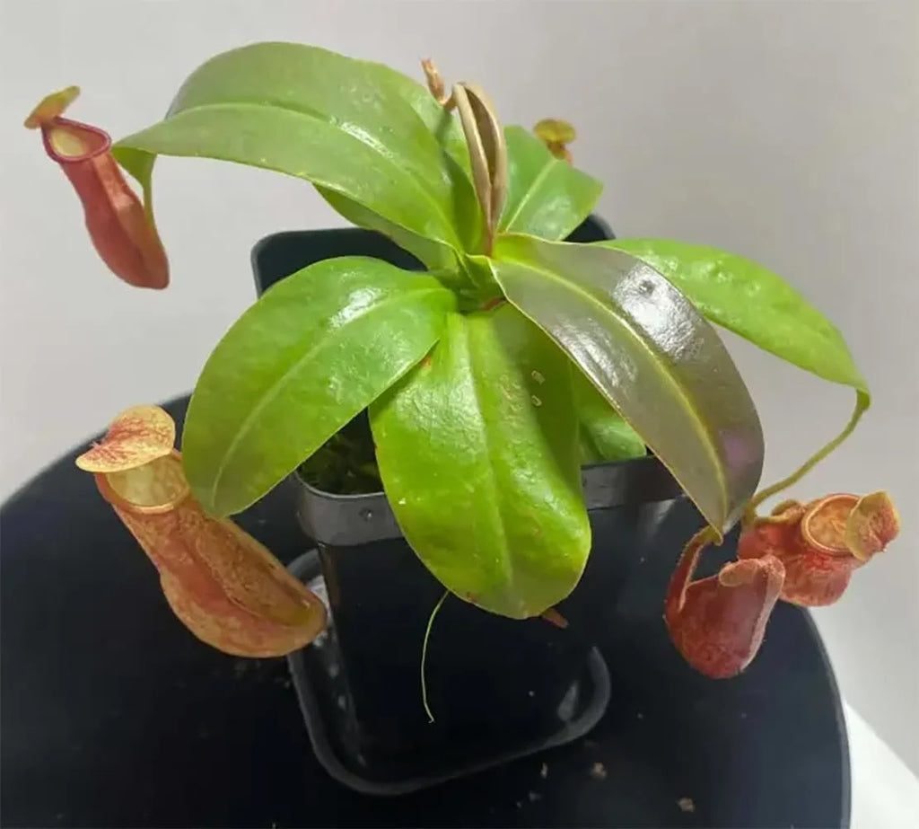 Live Starter Plant in a 2 Inch Pot Q48568
