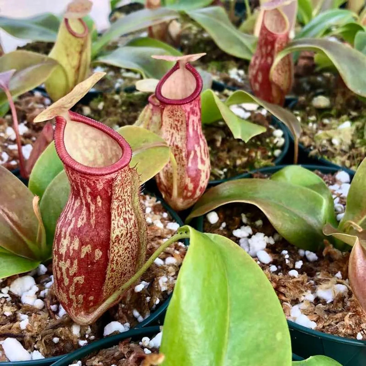 Live Starter Plant in a 2 Inch Pot Q48568