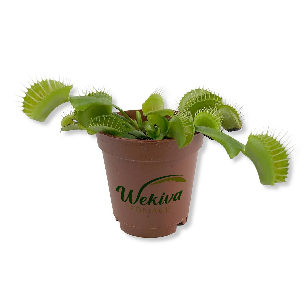 Live Starter Plant in a 2 Inch Pot Q48568