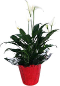 4" Pot Peace Lily Plant C364075