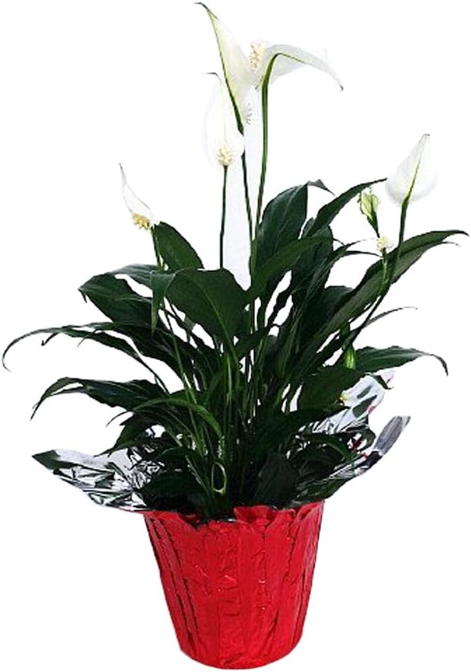 4" Pot Peace Lily Plant C364075