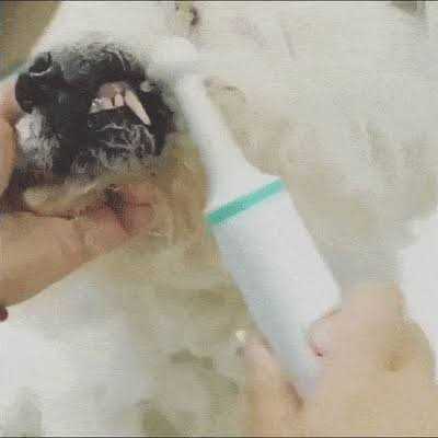 Electric Toothbrush for Dogs with Brush Heads Y2243