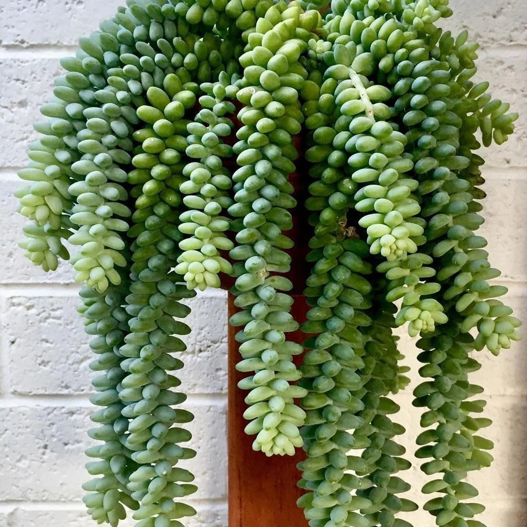 Live Plant in a 4 Inch Hanging Basket U757272