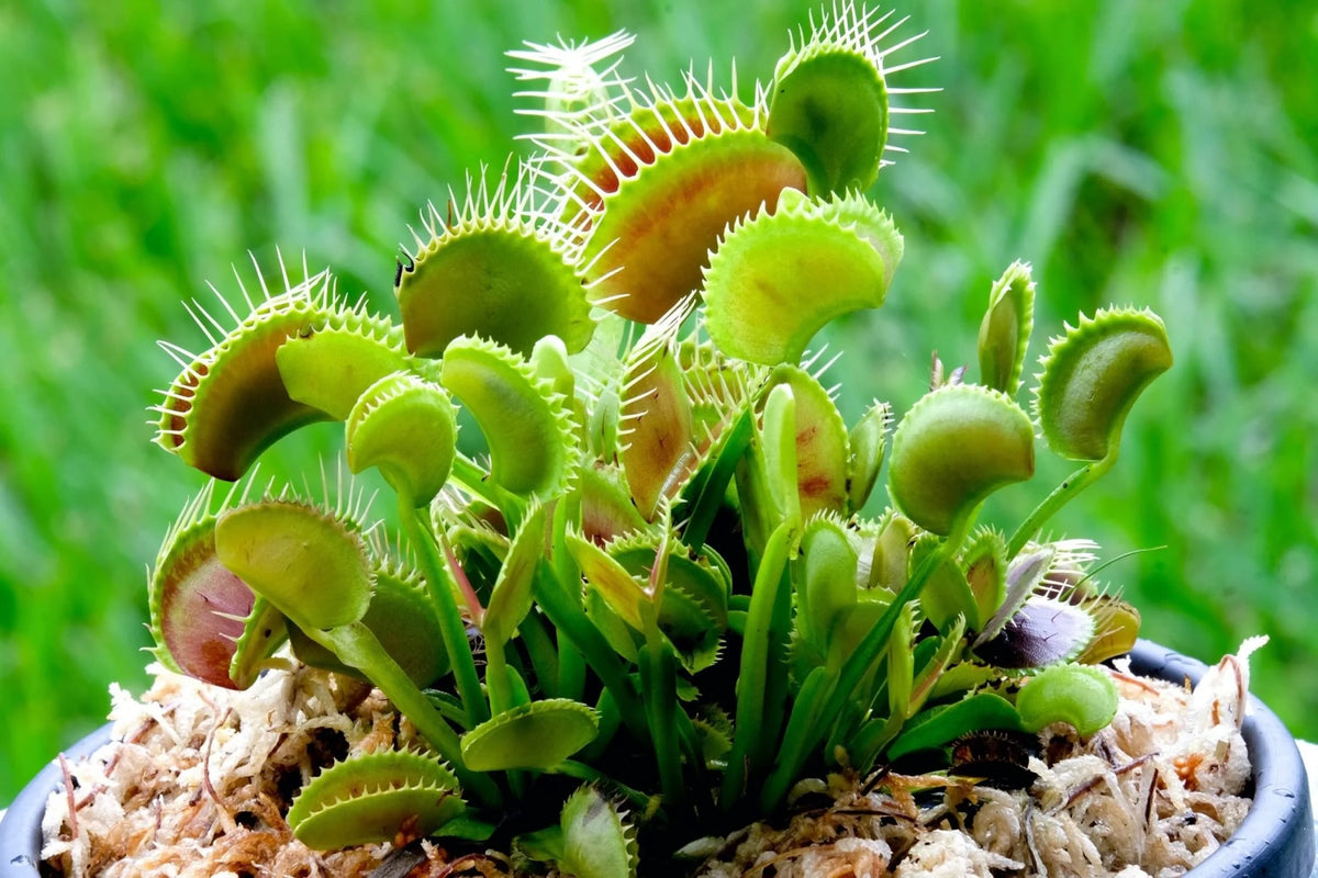 Live Starter Plant in a 2 Inch Pot Q48568