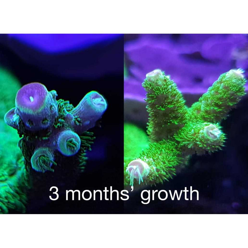 Reef Energy AB+ Plus Coral Nutrition M16845