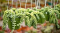 Live Plant in a 4 Inch Hanging Basket U757272