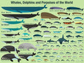 Mural Decal of Whales, Dolphins and Porpoises of The World P495