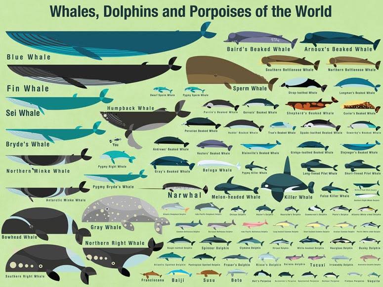 Mural Decal of Whales, Dolphins and Porpoises of The World P495