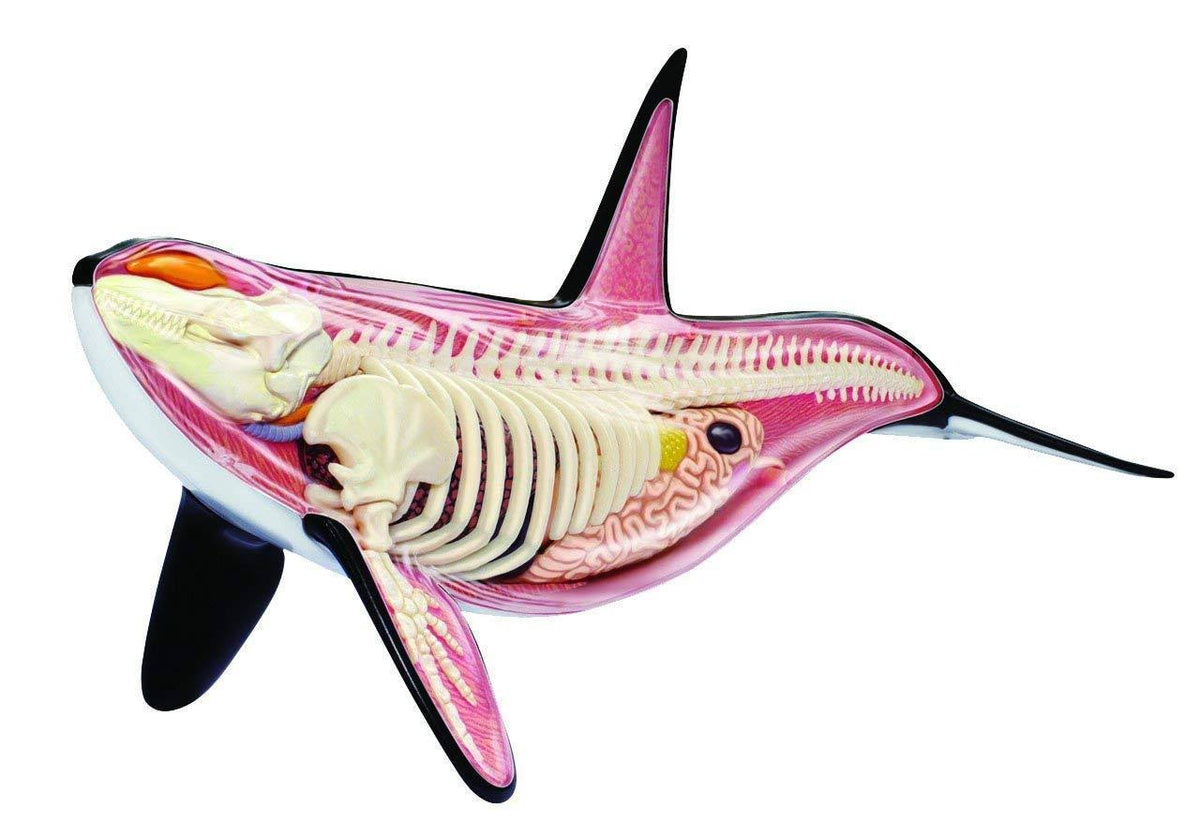 12.5 inch 4D Orca Anatomy Model with 16 Detachable Parts Z228