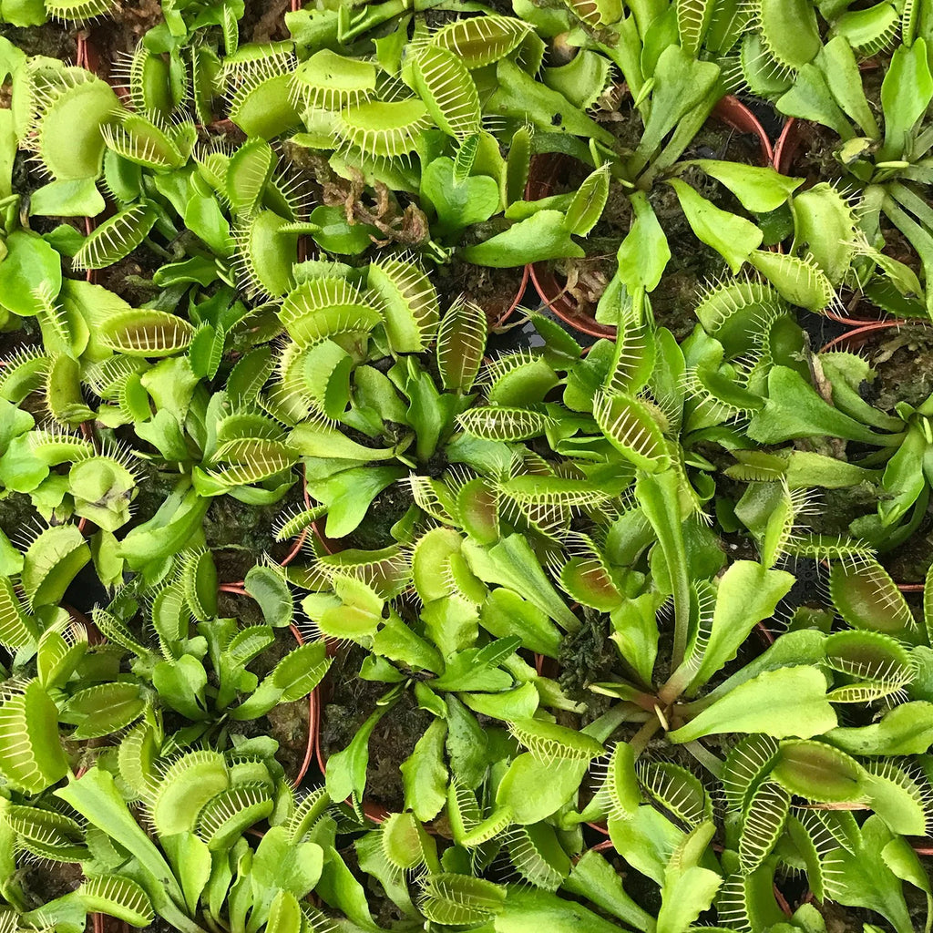 Live Starter Plant in a 2 Inch Pot Q48568