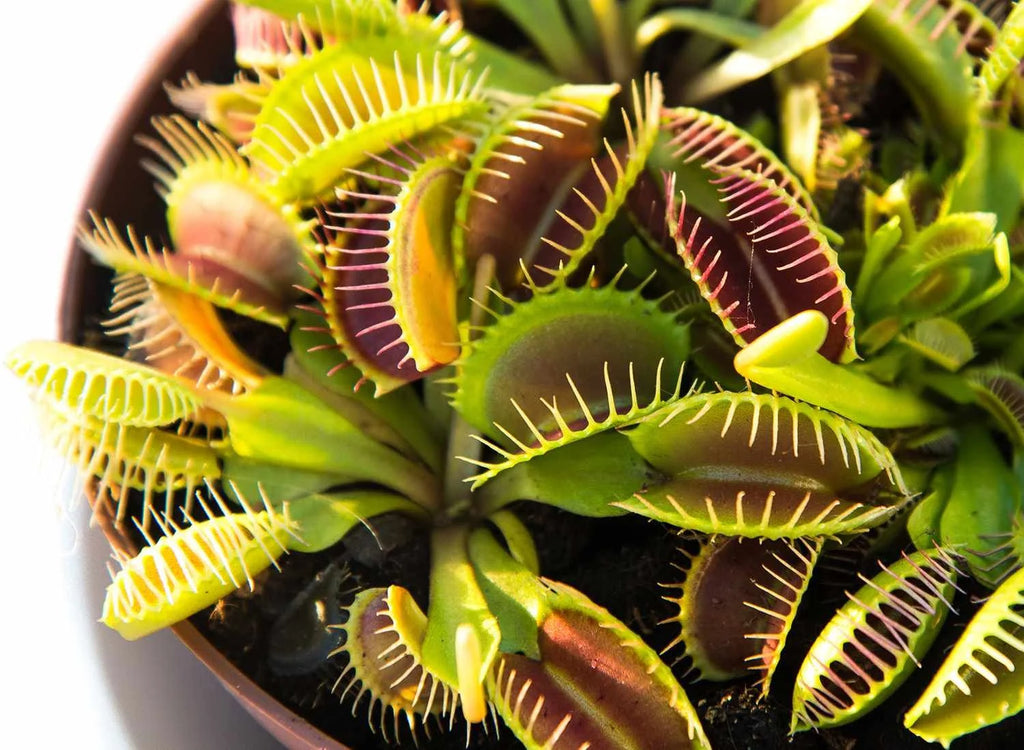Live Starter Plant in a 2 Inch Pot Q48568