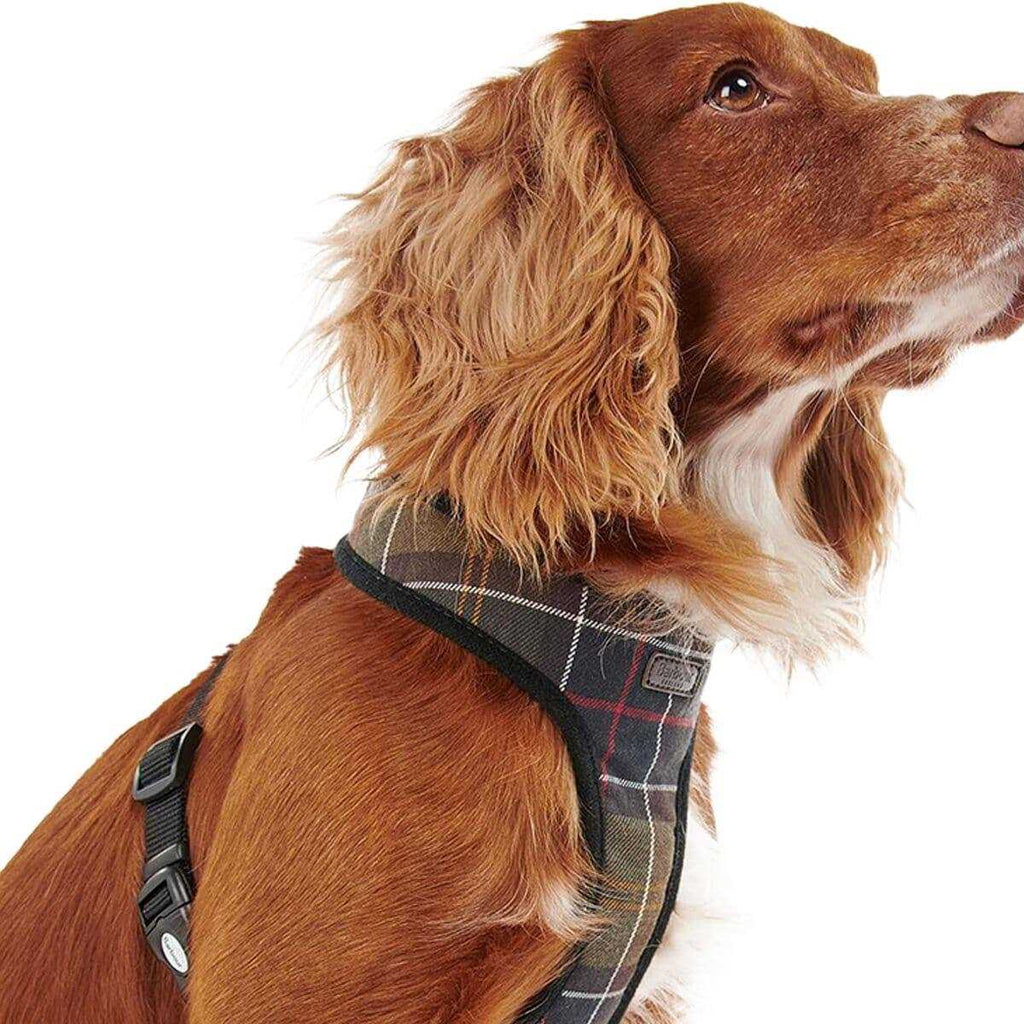 Tartan Dog Harness K3034