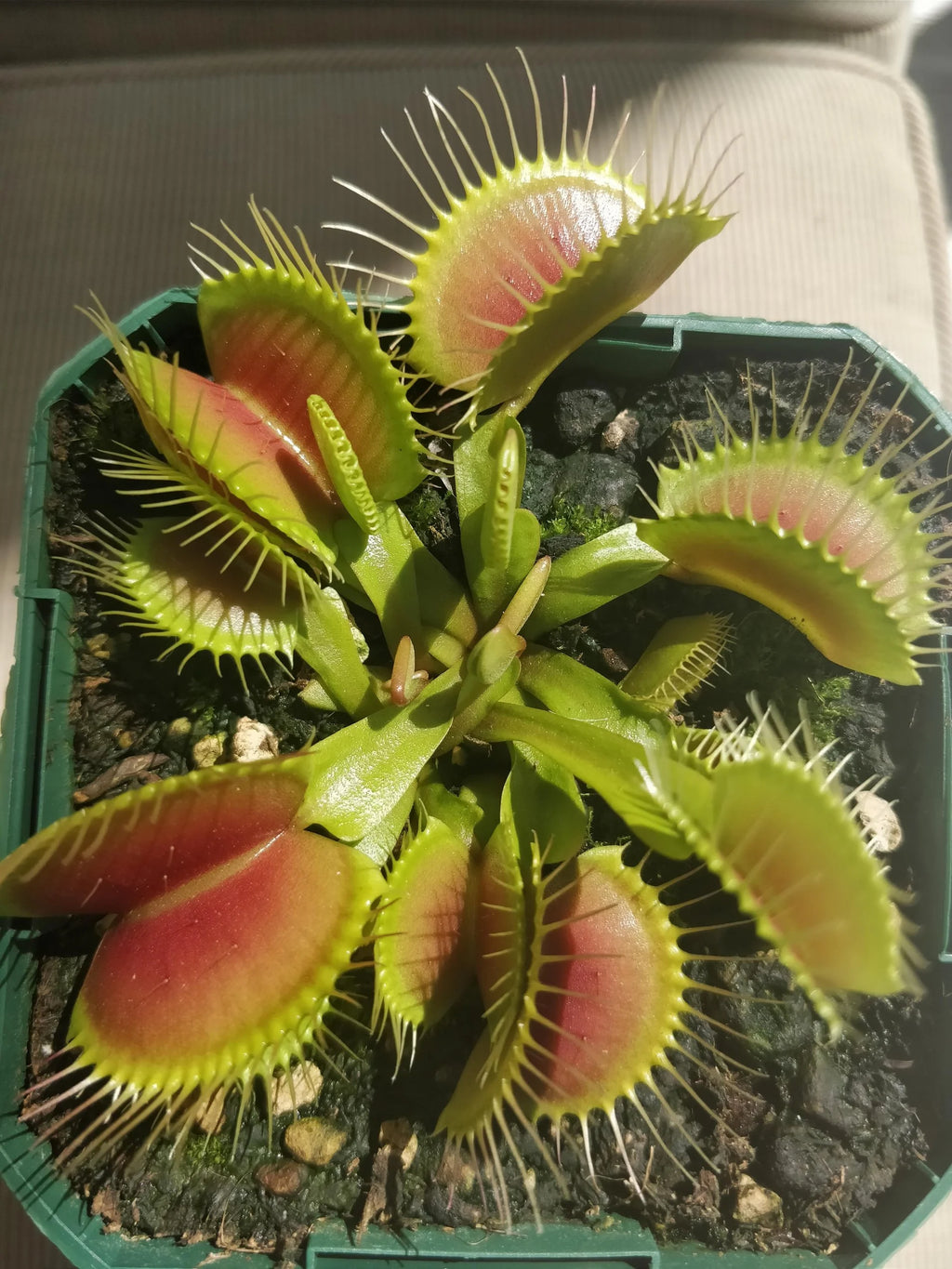 Live Starter Plant in a 2 Inch Pot Q48568