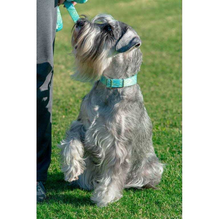 Martingale Dog Collar B28448