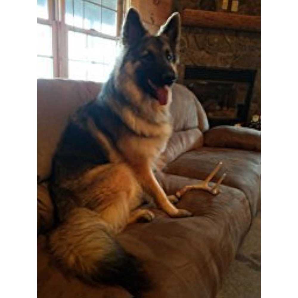 Whitetail Deer Antler Dog Chew Medium 8 to 13 Inches I784361