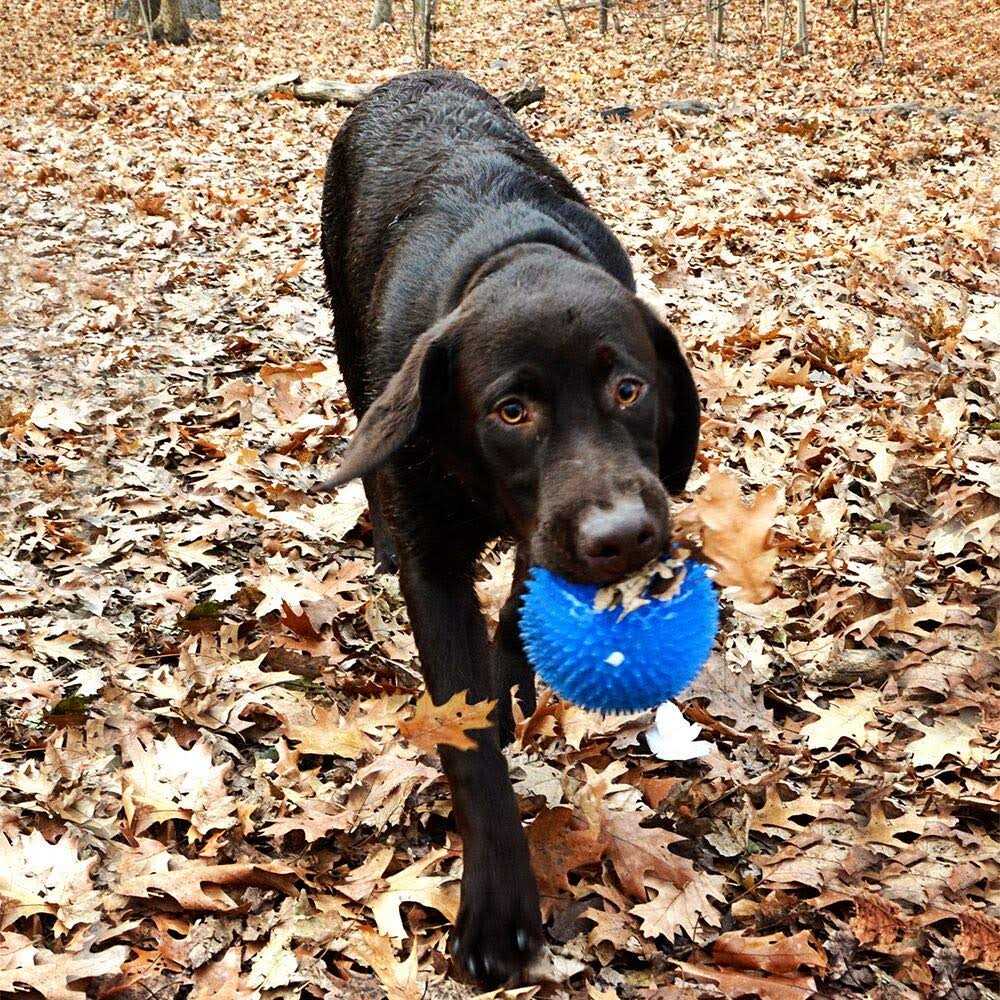 Large Squeak & Light Ball Dog Toy U13405