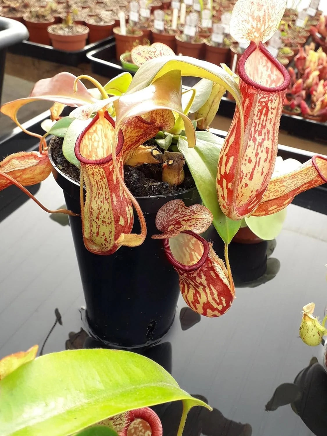 Live Starter Plant in a 2 Inch Pot Q48568