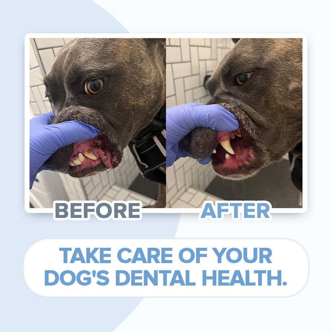 Electric Toothbrush for Dogs with Brush Heads Y2243
